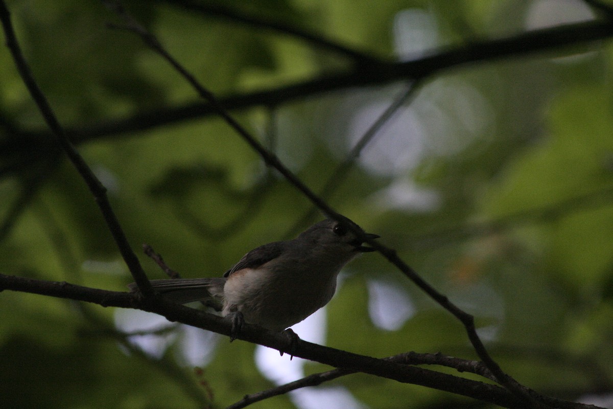 Tufted Titmouse - Ethan Wells