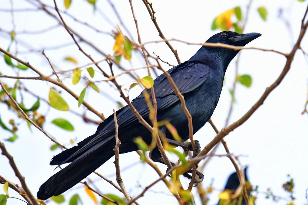 Sinaloa Crow - ML45097301