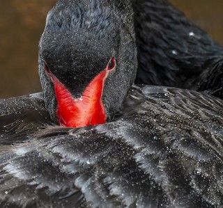 Black Swan, ML450978371