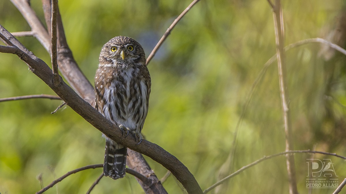 Peruvian Pygmy-Owl - ML450984641