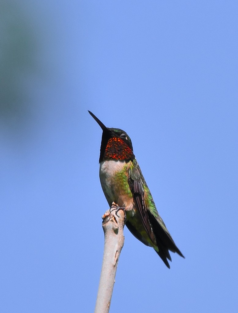 Ruby-throated Hummingbird - Jaime Thomas
