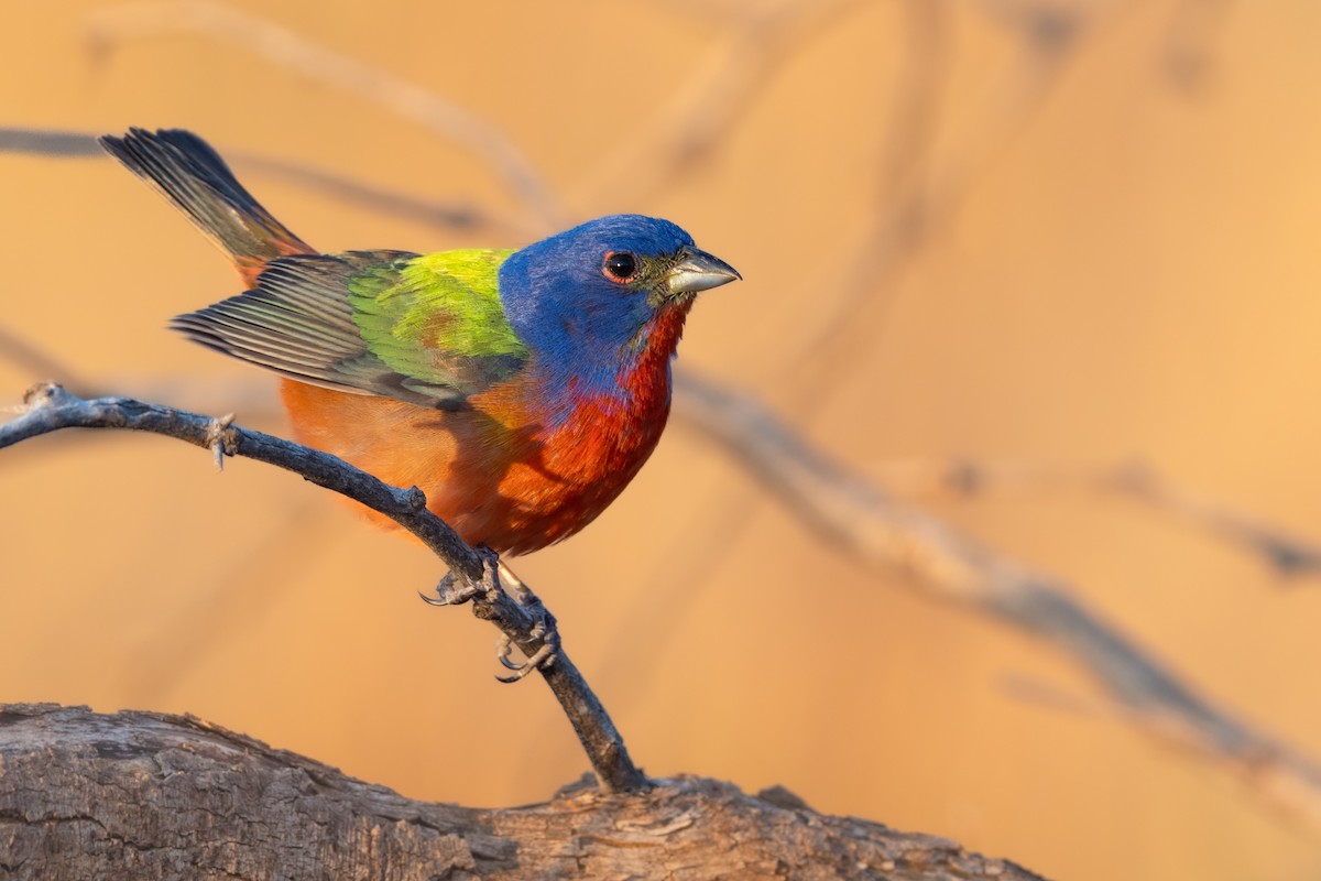 Painted Bunting - ML450993251