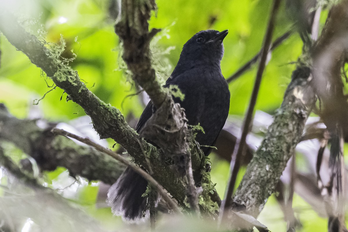 Long-tailed Tapaculo - ML451002371