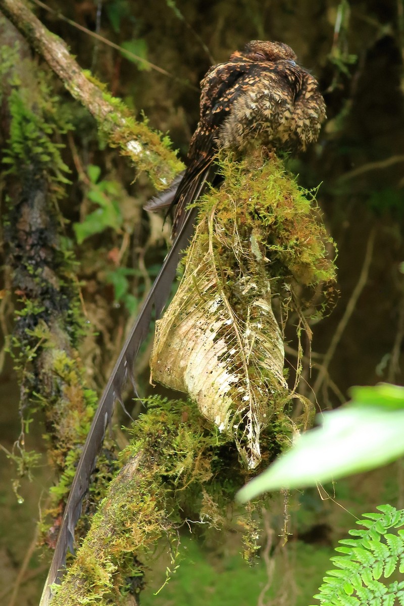 Lyre-tailed Nightjar - ML451004131