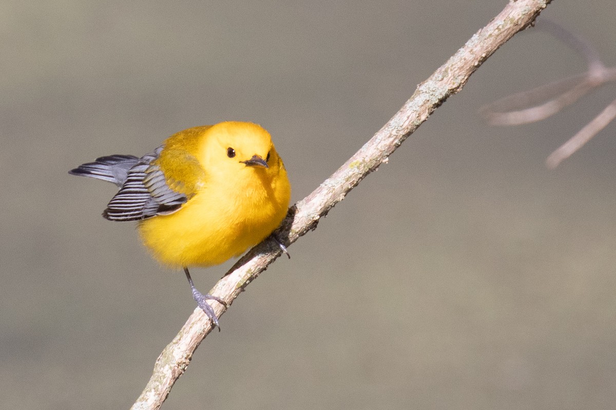 Prothonotary Warbler - ML451005701