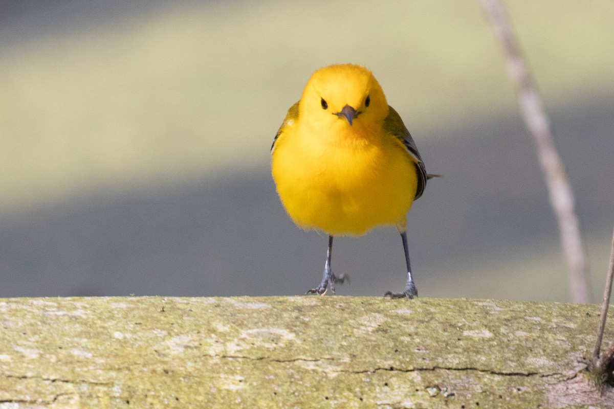 Prothonotary Warbler - ML451005711
