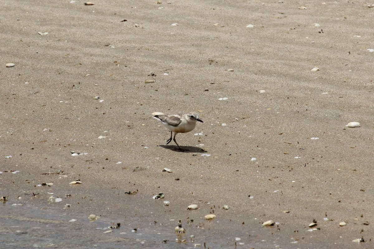 Red-breasted Dotterel - ML45100711