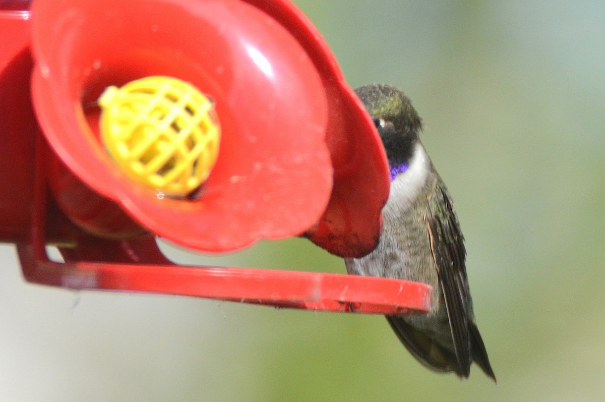 Black-chinned Hummingbird - ML451012791