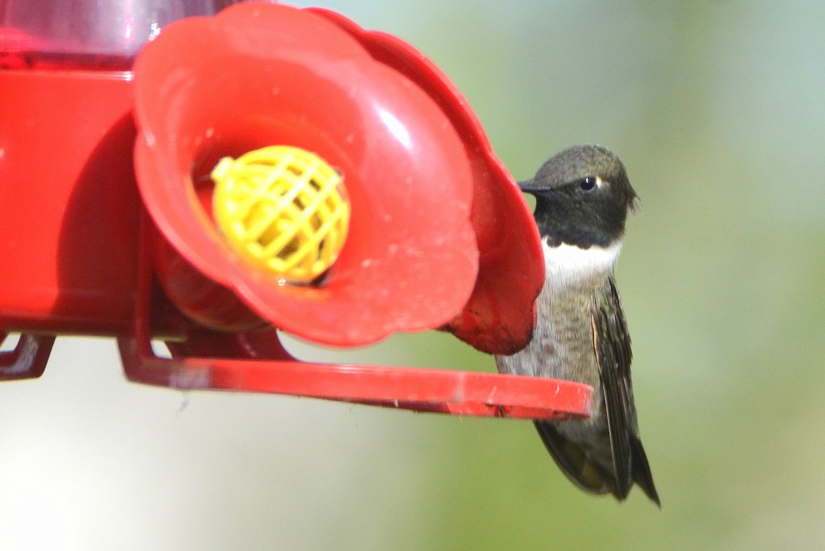 Black-chinned Hummingbird - ML451012821