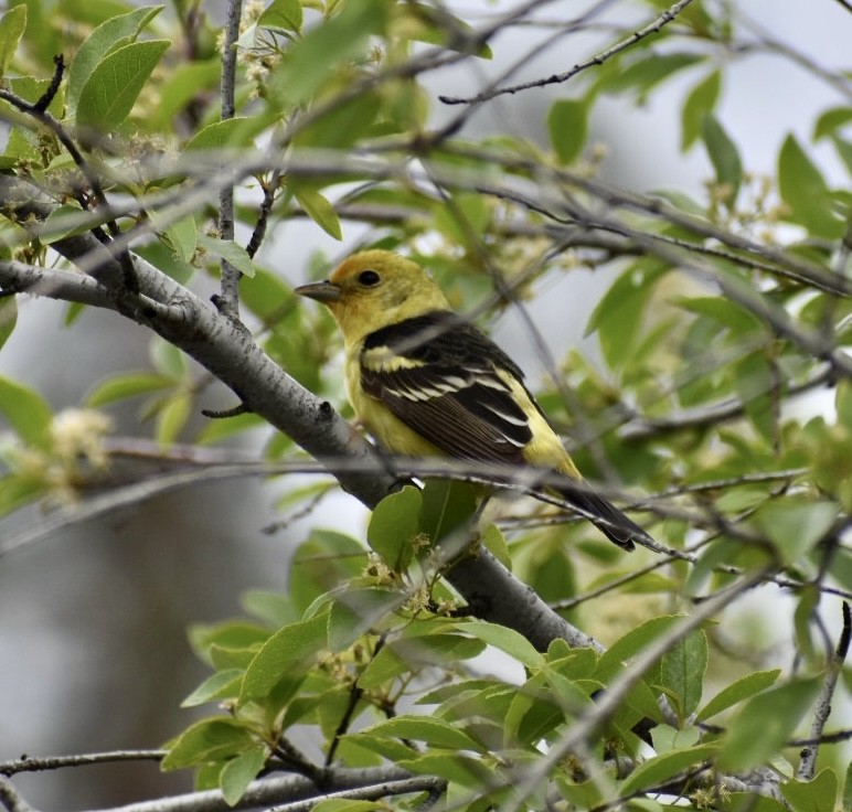 Western Tanager - ML451018761
