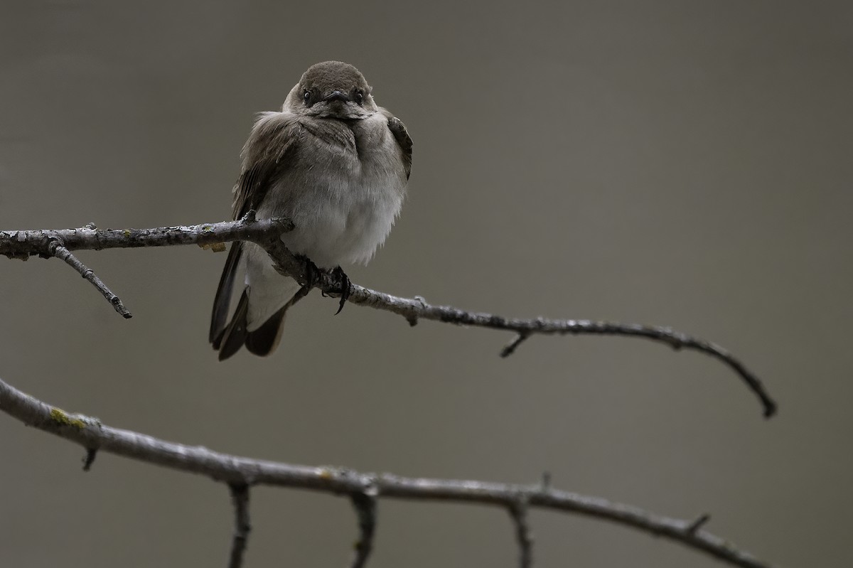 Northern Rough-winged Swallow - Cam Nikkel