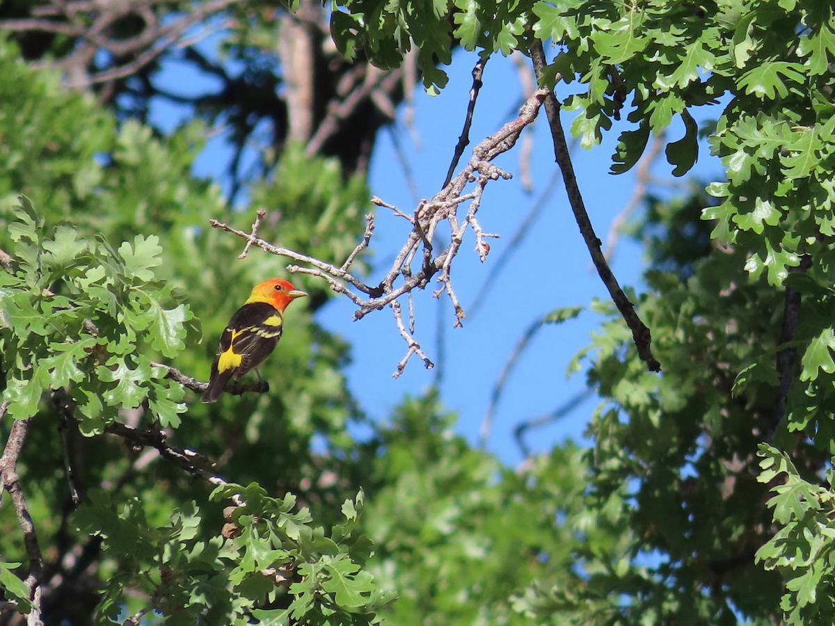 Western Tanager - ML451022241