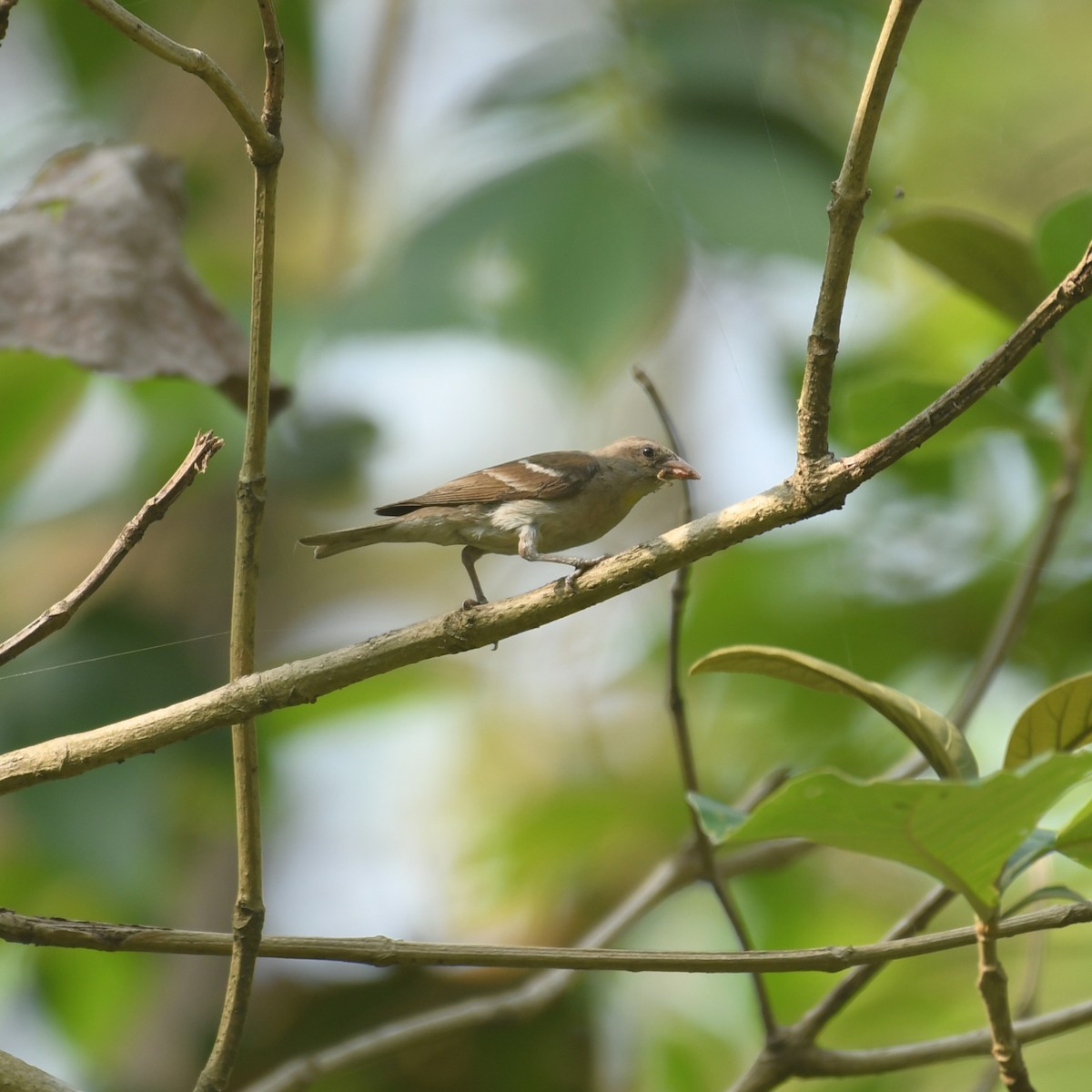 Yellow-throated Sparrow - Manas マナサ