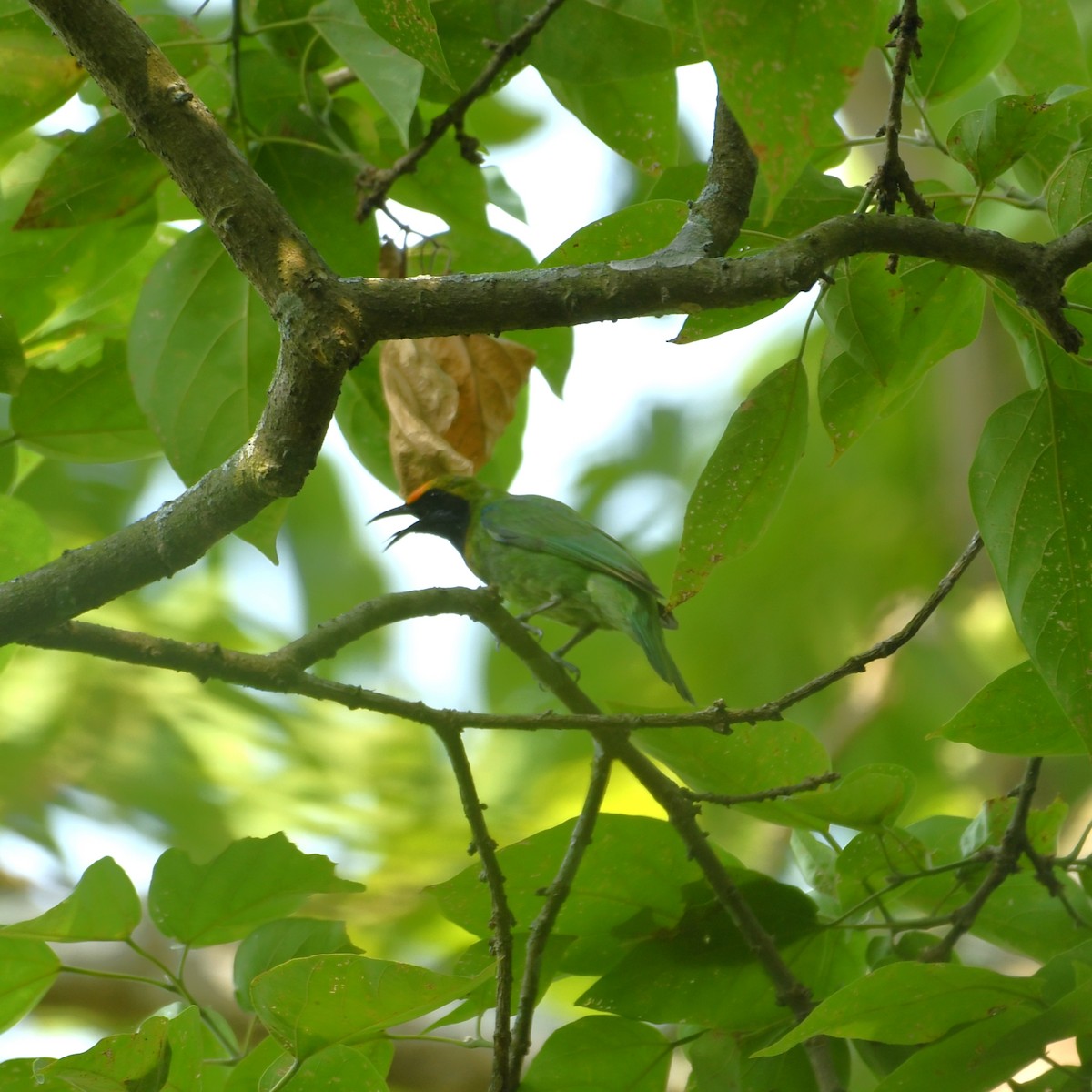 Golden-fronted Leafbird - ML451022741