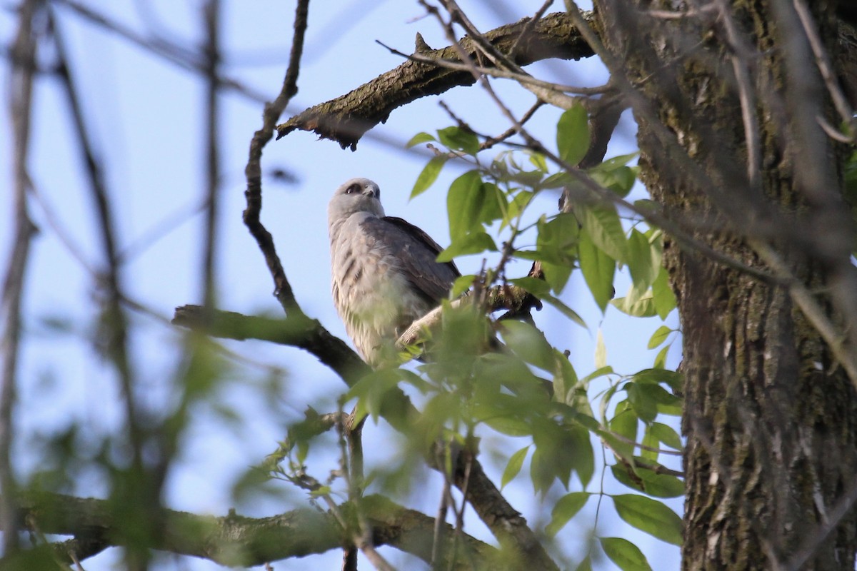 Mississippi Kite - Ron and Tracy George-Snyder