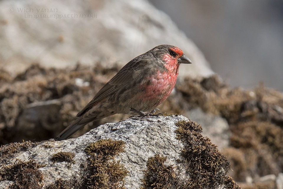Red-fronted Rosefinch - ML45103561