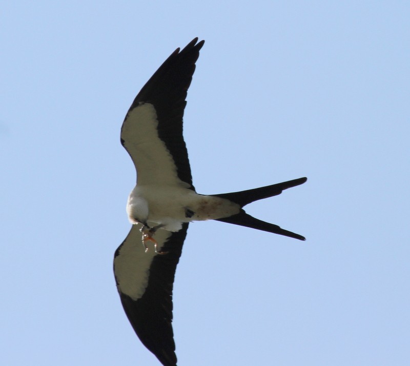Swallow-tailed Kite - Marnie Mitchell