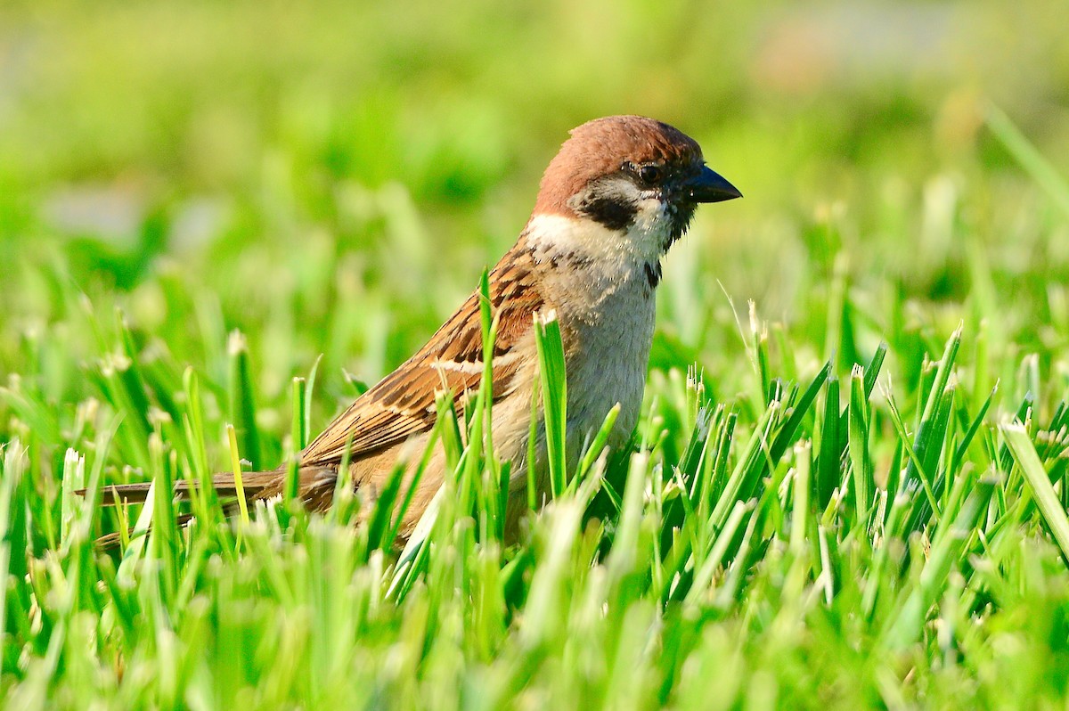 Eurasian Tree Sparrow - ML451051871