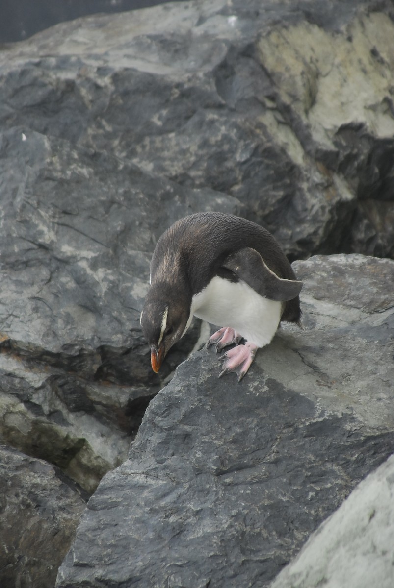 Fiordland Penguin - Sam Scheibel