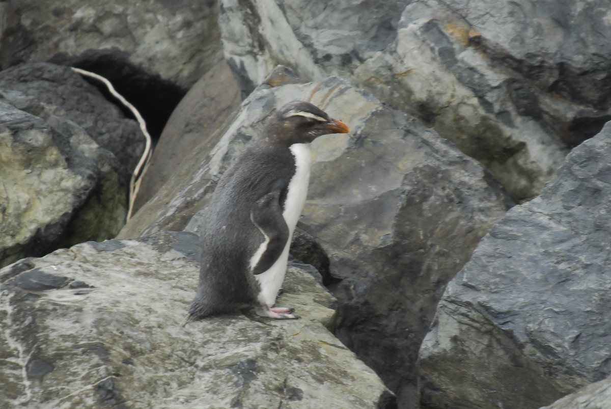 Fiordland Penguin - Sam Scheibel