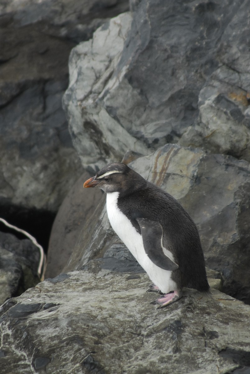Fiordland Penguin - ML45105231