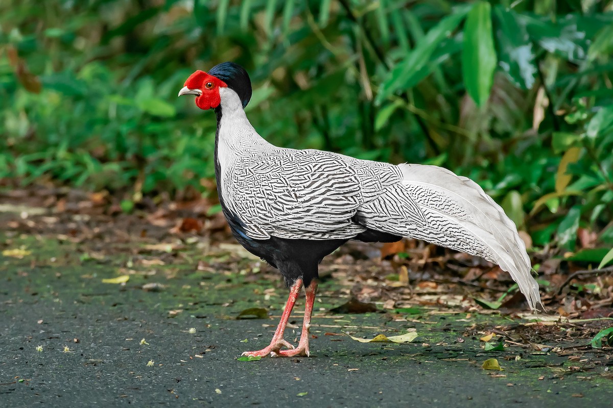 Silver Pheasant - Natthaphat Chotjuckdikul