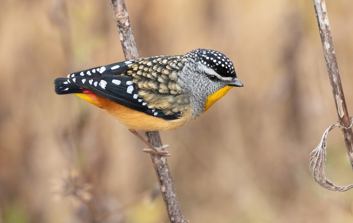 Spotted Pardalote - ML451059301