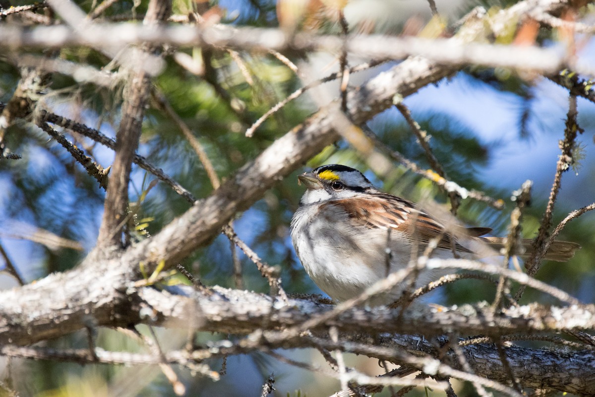 White-throated Sparrow - ML451060461
