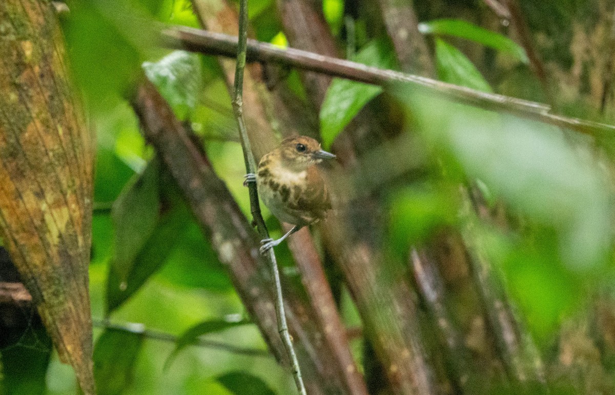 Spotted Antbird - ML451061791