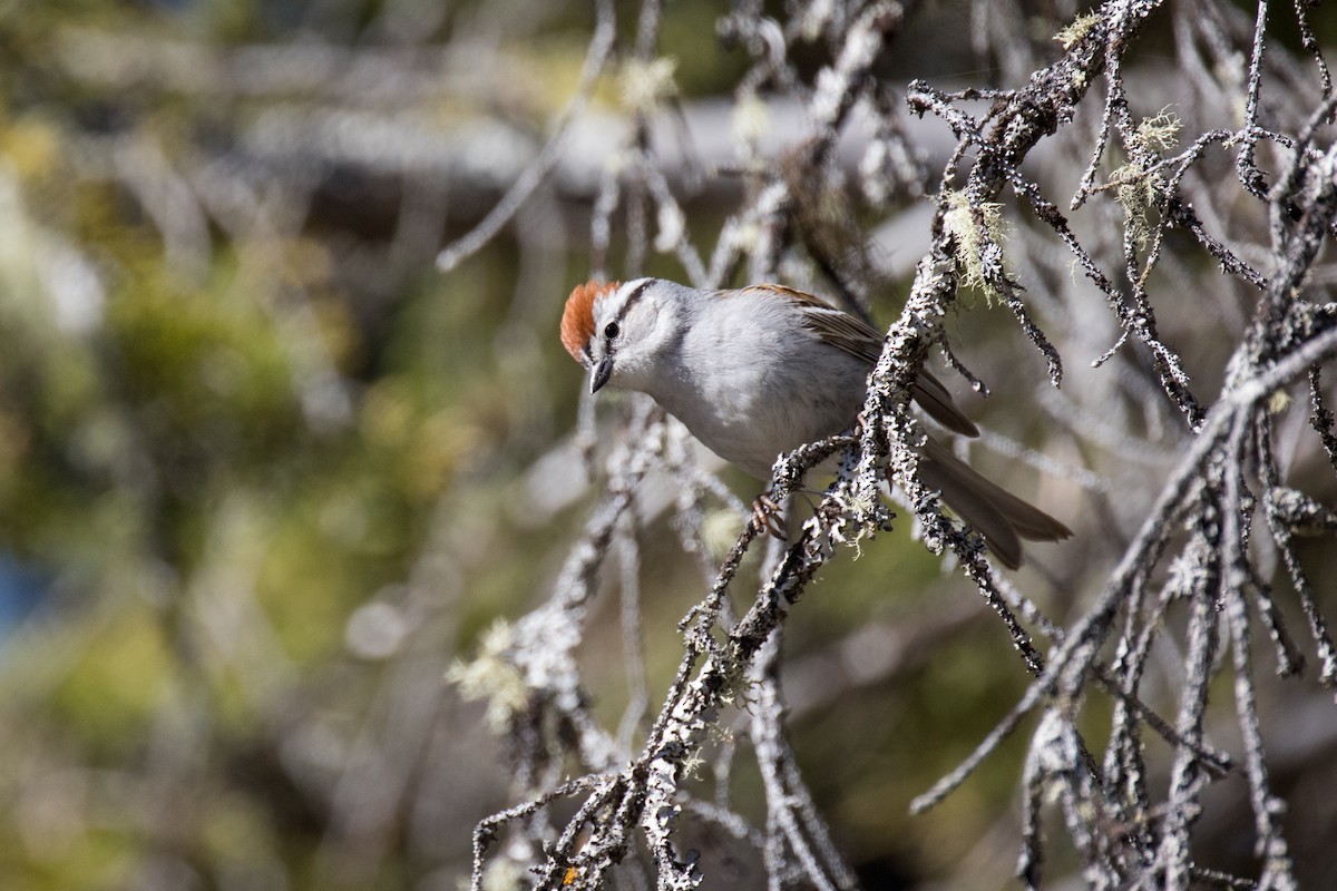 Chipping Sparrow - ML451061911