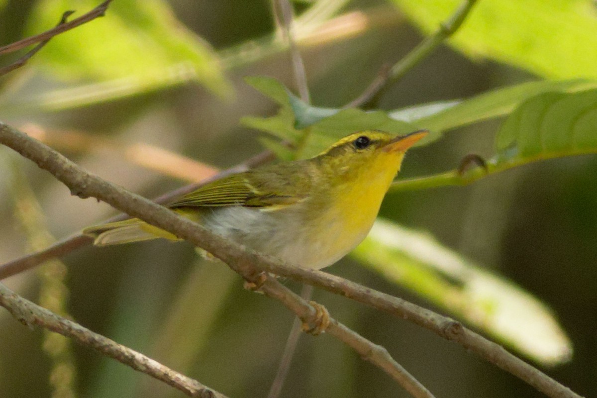 Yellow-vented Warbler - ML451063171
