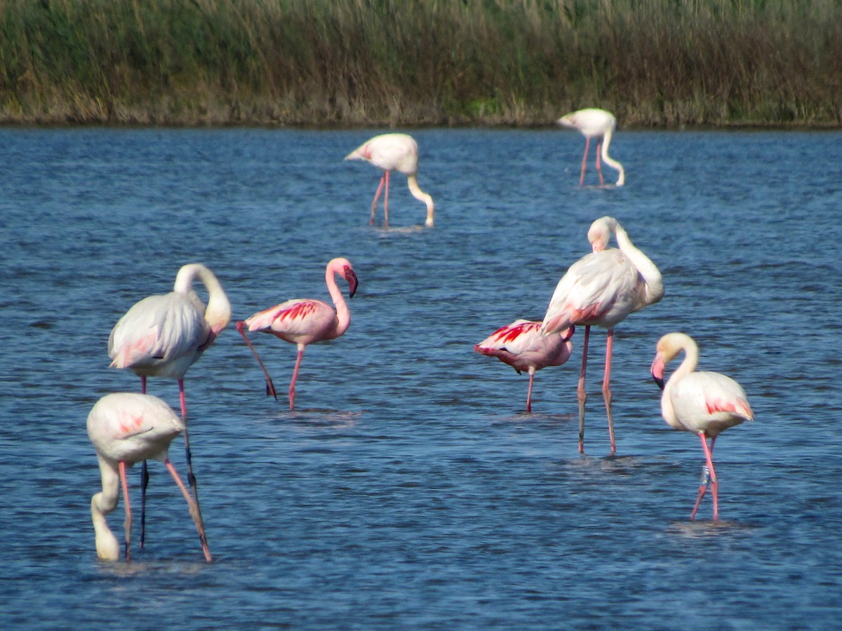 Lesser Flamingo - Pietro Melandri