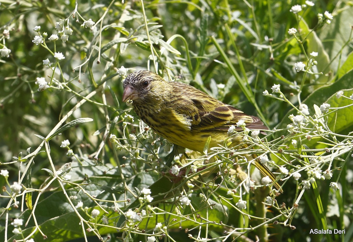Papyrus Canary - ML451071481