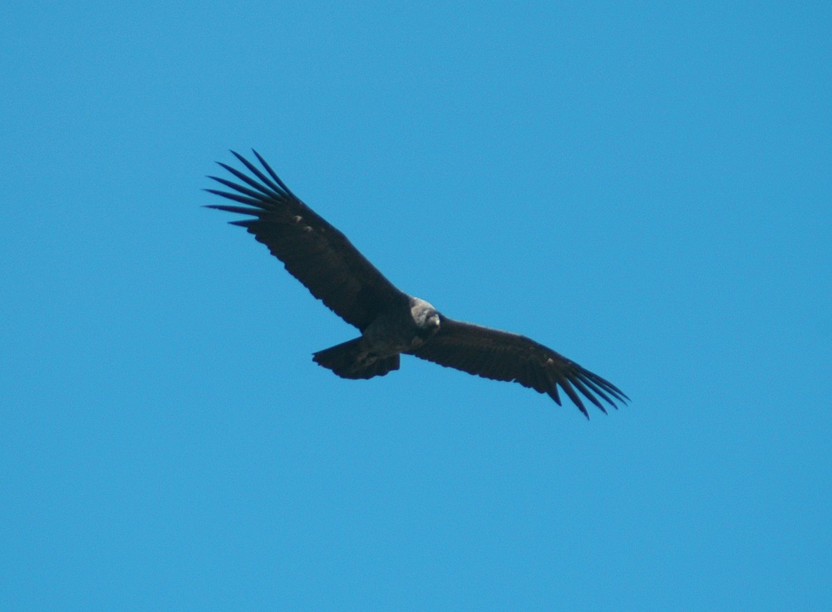 Andean Condor - Nigel Voaden