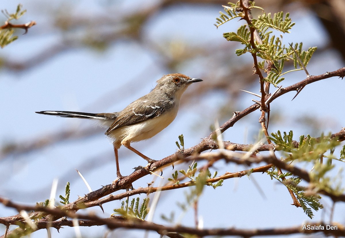 Red-fronted Prinia (Red-fronted) - ML451075821