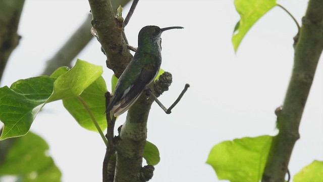 kolibřík safírovohrdlý - ML451078771