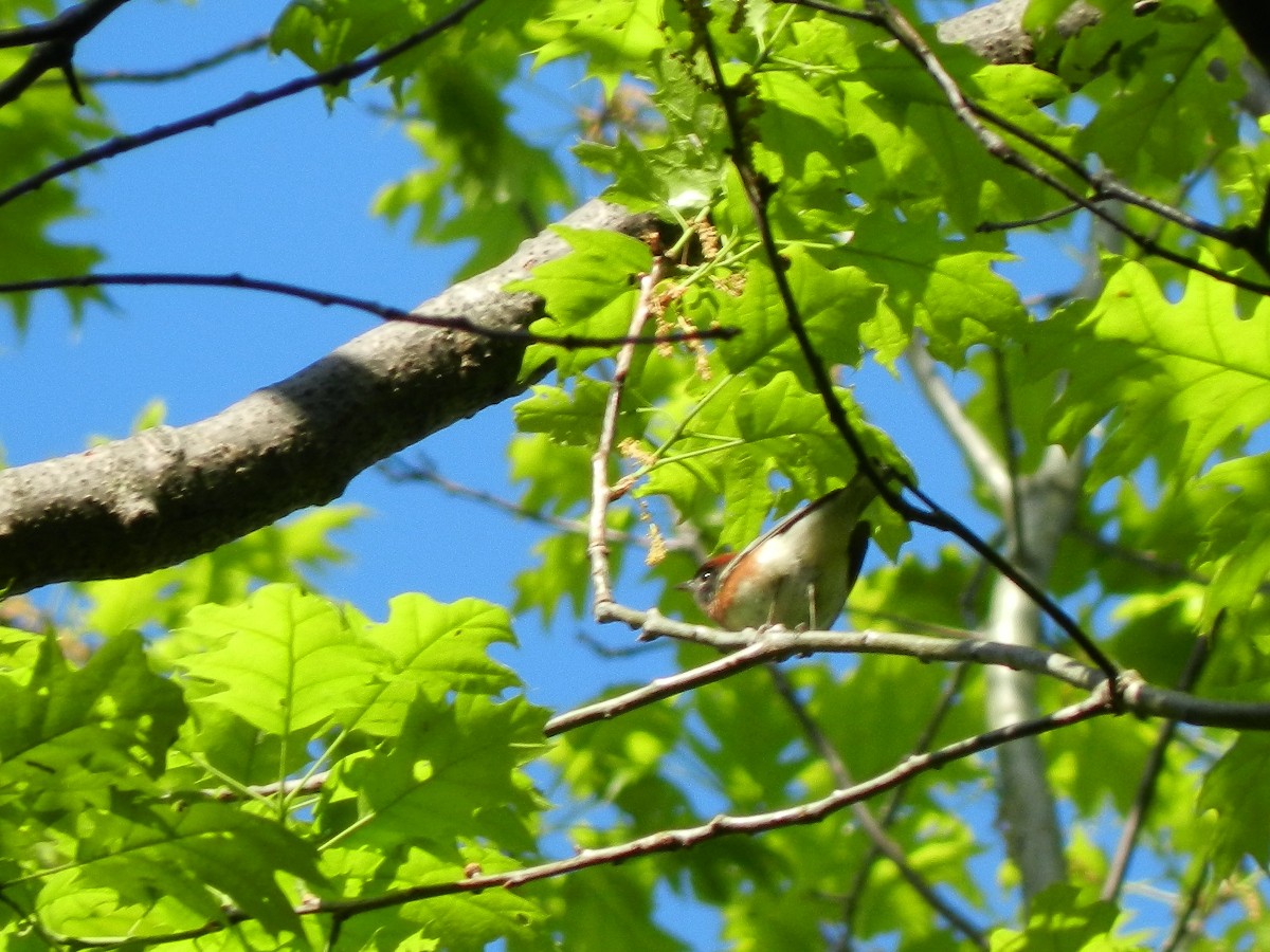 Bay-breasted Warbler - ML451082111
