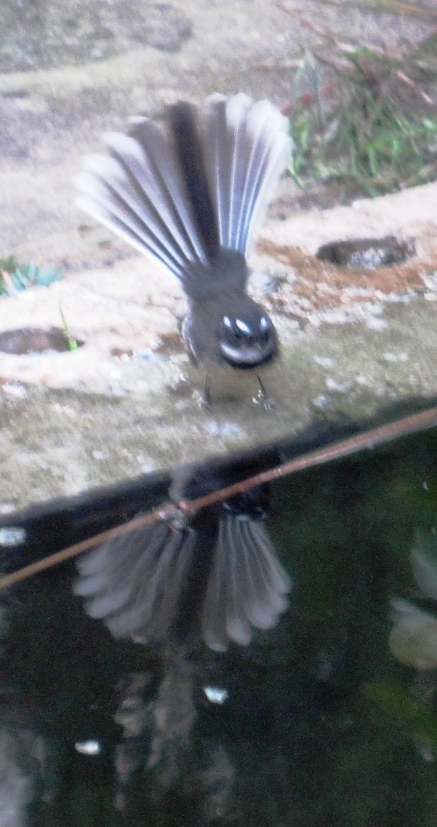 Gray Fantail - Anonymous