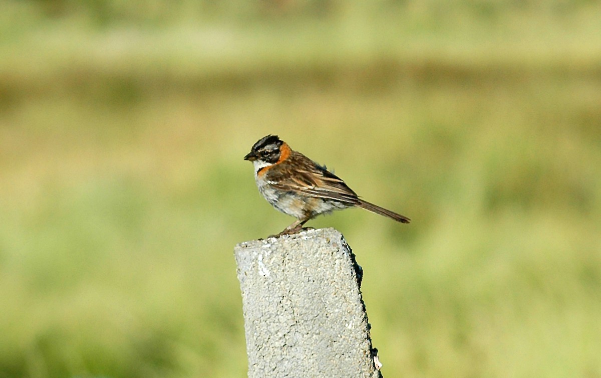 Rufous-collared Sparrow - Nigel Voaden