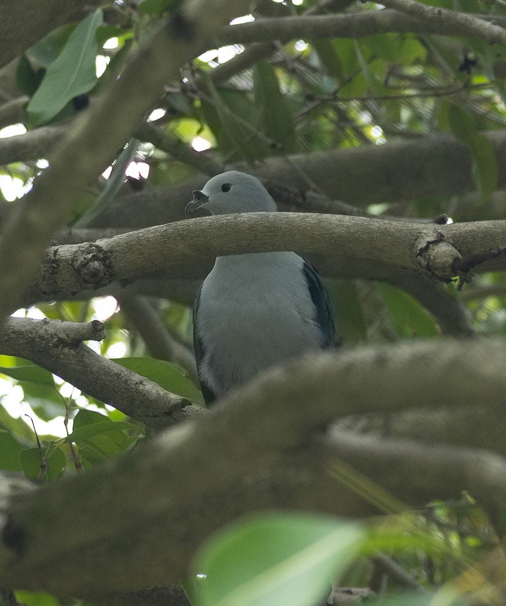 Polynesian Imperial-Pigeon - ML451092951