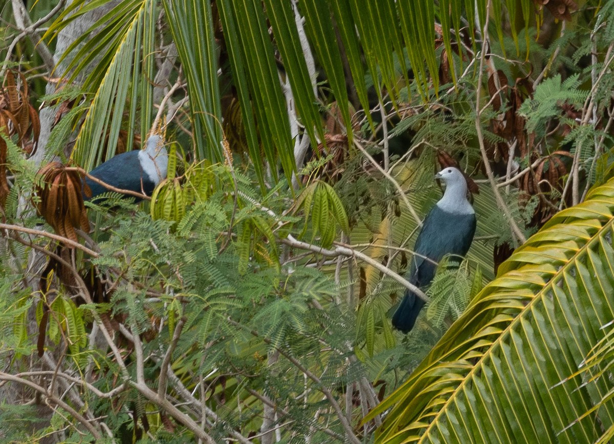 Polynesian Imperial-Pigeon - Santiago Imberti