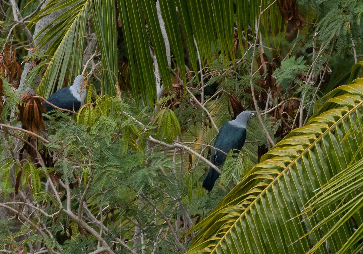 Таитянский плодовый голубь - ML451093031