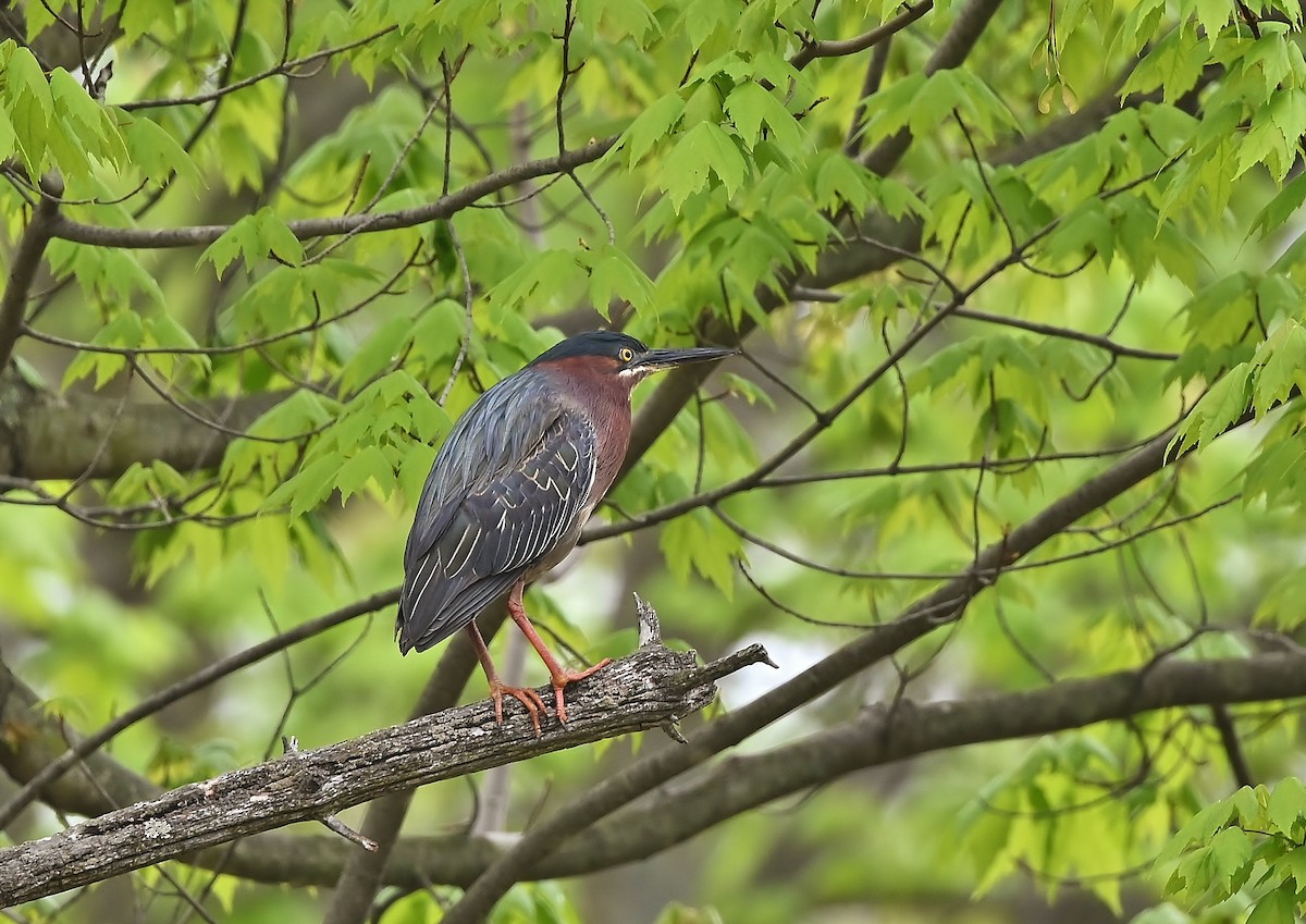Green Heron - André Lanouette