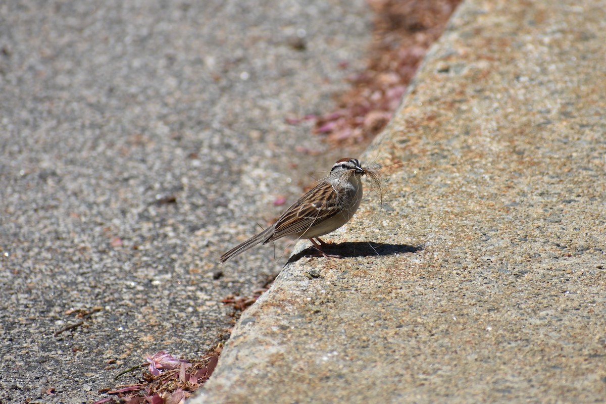 Chipping Sparrow - ML451100681