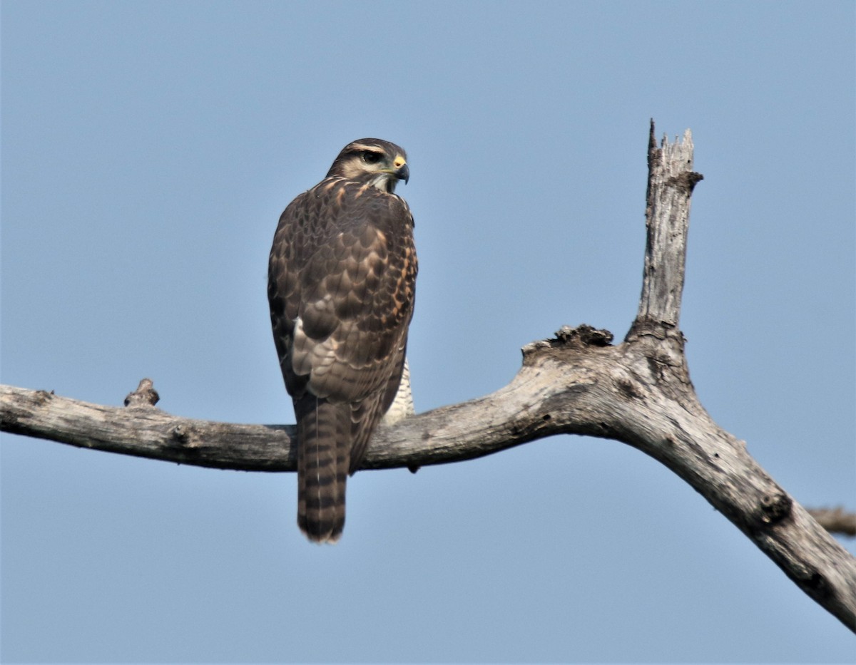 Gray Hawk - Josue  de León Lux (Birding Guide) josuedeleonlux@gmail.com +502 3068 8988