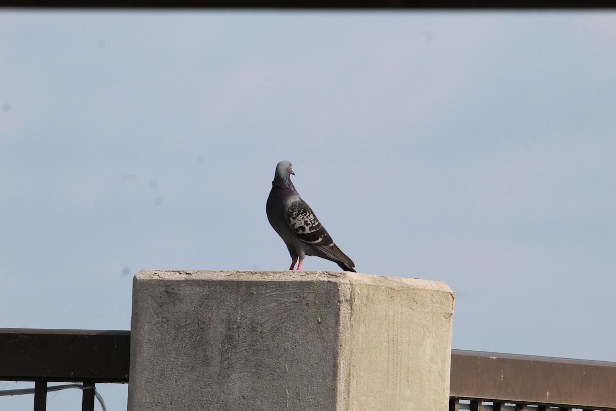 Rock Pigeon (Feral Pigeon) - ML451103751
