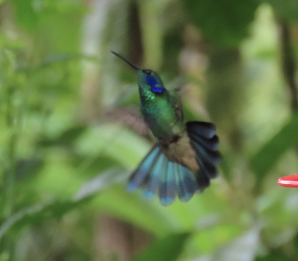 kolibřík modrouchý - ML451103981