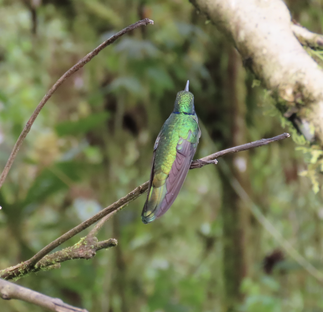 kolibřík modrouchý - ML451103991
