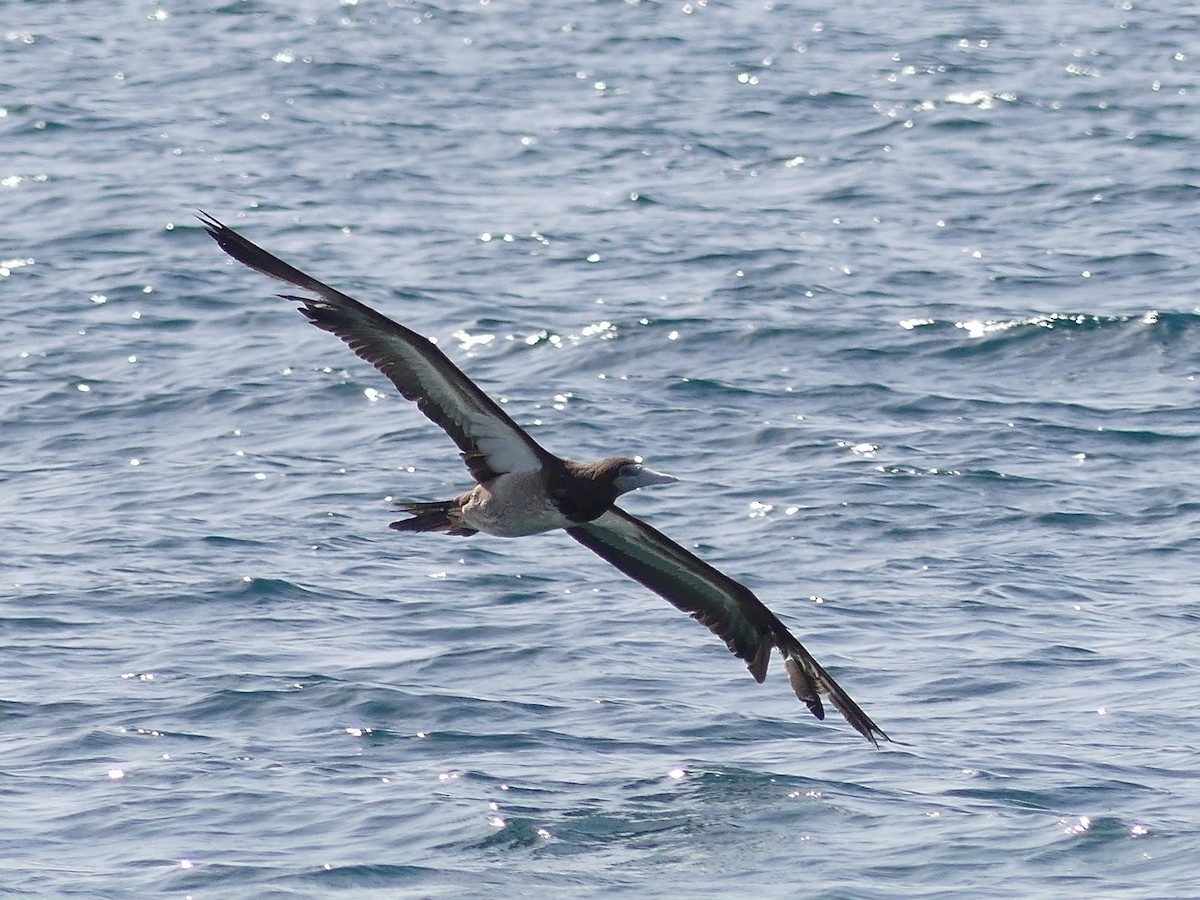 Brown Booby - ML451105181