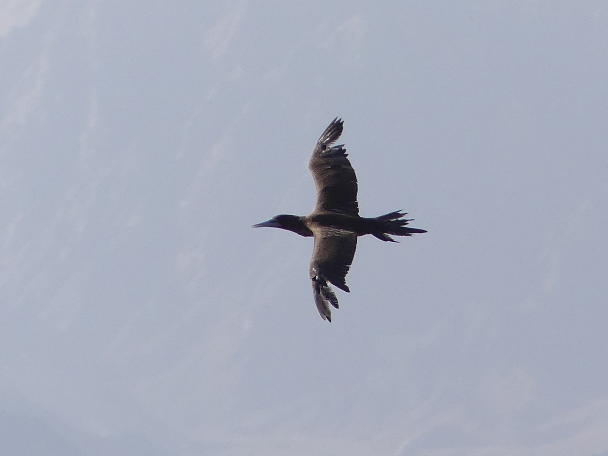 Brown Booby - ML451105191